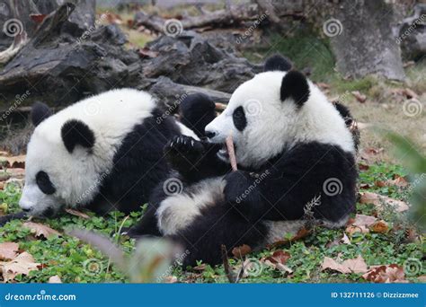Little Baby Panda Cubs In Wolong Panda Breeding Center China Stock