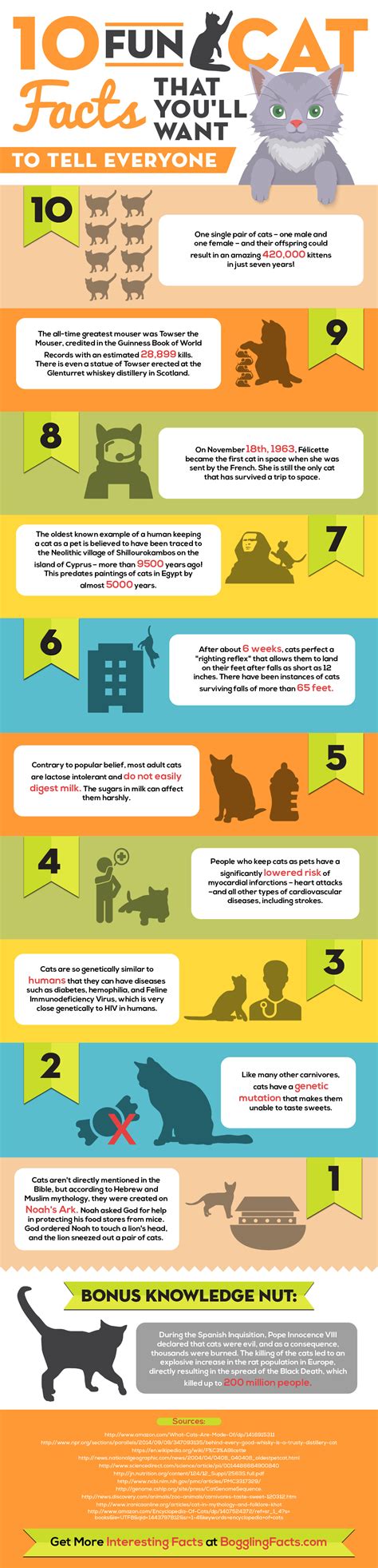 10 Interesting Cat Facts That Youll Want To Tell Everyone Infographic