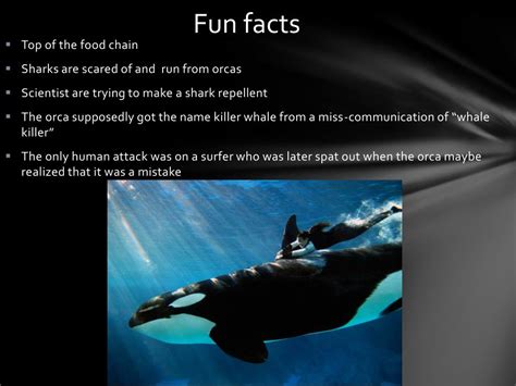 Ppt The Killer Whale Powerpoint Presentation Free Download Id1974713