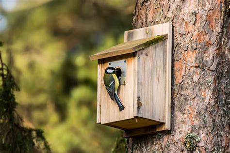 How To Make A Birdhouse 8 Easy Steps
