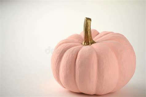 Blush Pink Pumpkins With Gold Stems On Solid Color Background With Copy