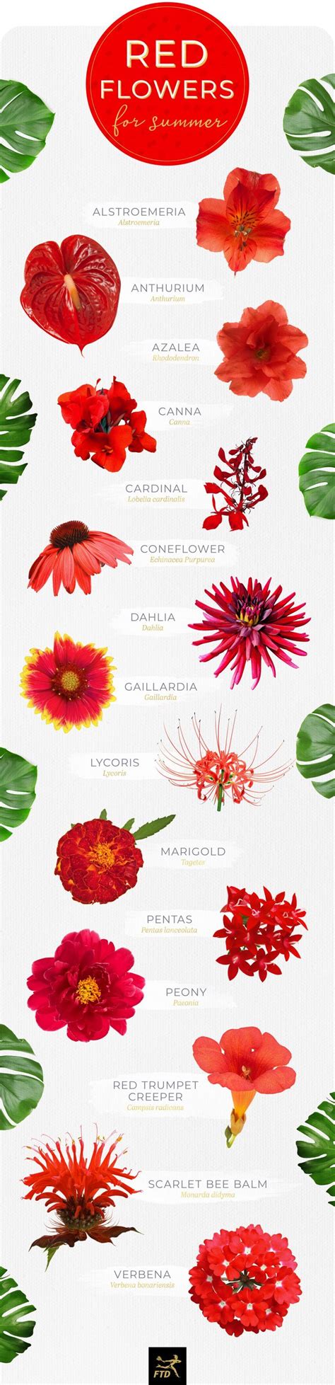 Maybe you would like to learn more about one of these? Pin by 𝕬𝖓𝖓𝖒𝖆𝖗𝖎𝖊 ☽ on FTD by Design | Flower images with ...