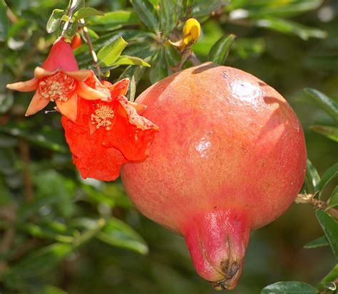 Check spelling or type a new query. File:Pomegranate flower and fruit.jpg - Wikimedia Commons