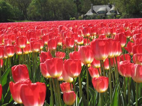 tulip, Fields, Tulips, Field, Flower, Flowers Wallpapers HD / Desktop and Mobile Backgrounds