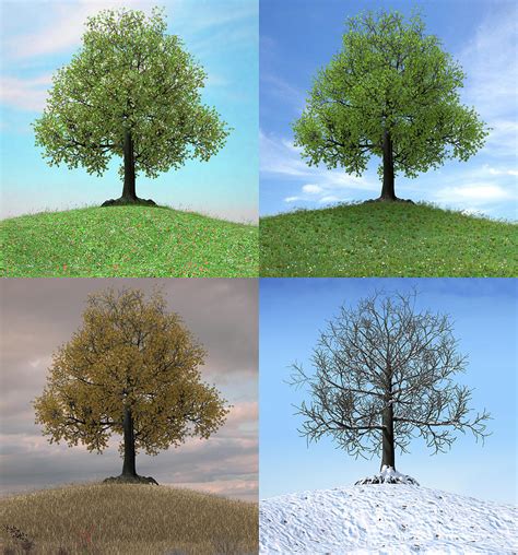 Tree Changing Over The Duration Of Four Seasons Digital Art By Oliver