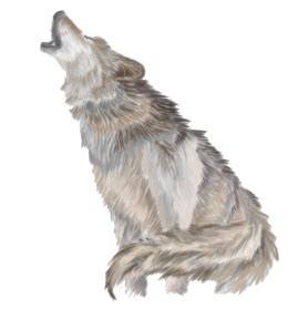 Gray wolf bad wolf nevada wolf pack balto ii wolf quest wolf pack lone wolf black wolf. Wolf PNG Images Transparent Free Download | PNGMart.com