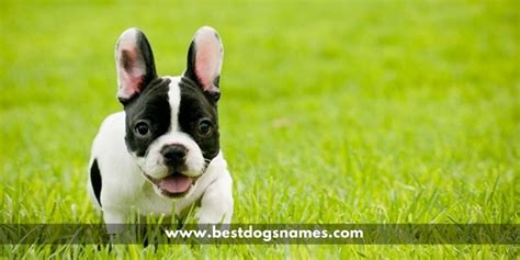 Coming up with a one of a kind name for your dog can be a real challenge. 500+ Most Popular Male and Female French Bulldog Dog Names ...