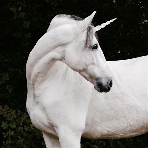 Pin By Ruthann Mccoy On Animal Love Unicorn Horn For Horse Horse