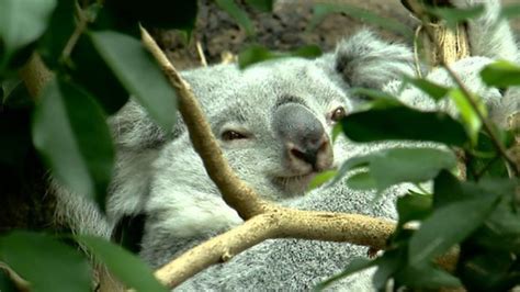 Edinburgh Zoo Has First Uk Koala Birth Bbc News