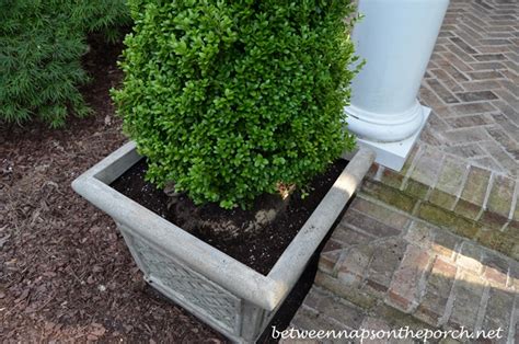 Few plants rival boxwood shrubs for winter color. Pyramidal Boxwood Topiaries in Containers for a ...