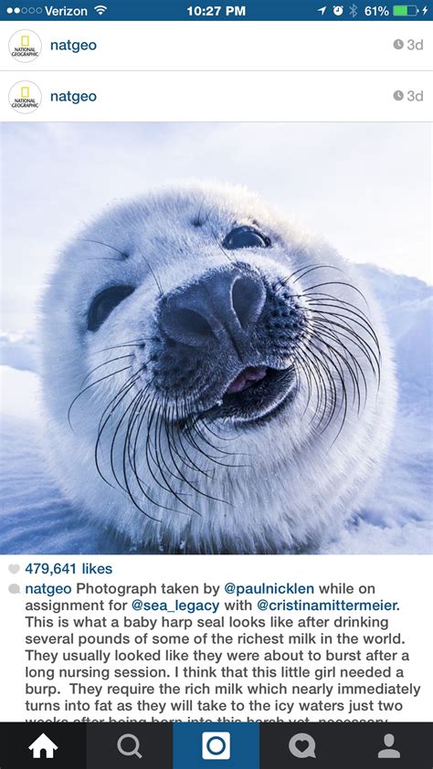 Pin By Sheila Varga On Fascinating Creatures Harp Seal Pup Harp Seal