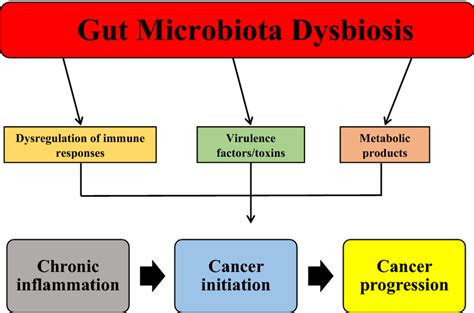 Gut Microbiota Dysbiosis And Its Relationship With Crc Dysbiosis Of