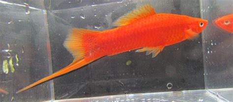 Orange Swordtails Swordtail Live Fish Ebay