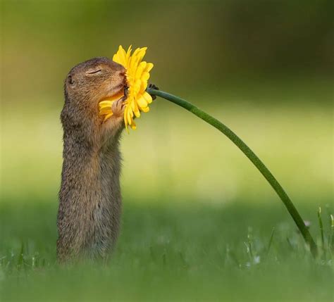 Photographer Captures Adorable Moment Squirrel Takes In Sweet Smell Of
