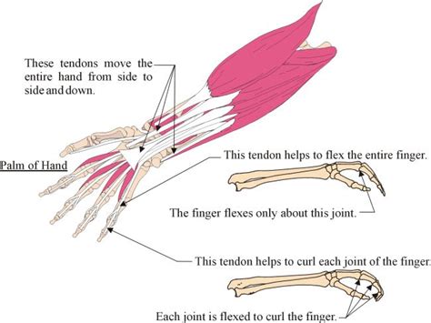 The tendons of these muscles pass through a small corridor in the wrist known as the carpal tunnel. 122 best SDP Tendons and Forces images on Pinterest | Robot, Robotics and Robots