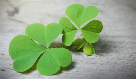 Symbolic Shamrock Meaning On Whats Your