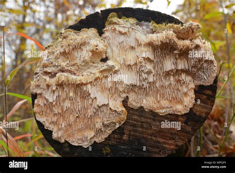 Irpex Lacteus Hi Res Stock Photography And Images Alamy