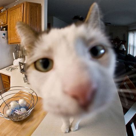 Curious Cats Bumping Into Cameras Cats Cat Aesthetic Curious Cat
