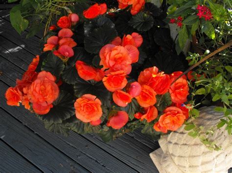 Plant mom's tips for when the leaves on your begonia are turning brown around the edges. Begonia bloom in my garden | Beautiful gardens, Plants ...
