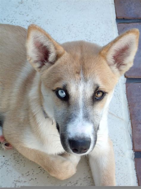 Husky Shepherd Mix Dog A Blend Of Two Great Breeds
