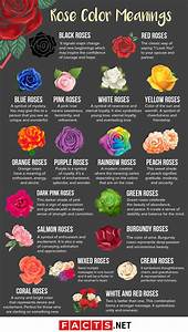 18 Rose Color Meanings That Are Just More Than Romantic Facts Net