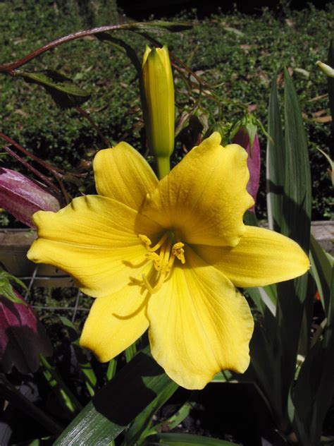 Hemerocallis ‘stella De Oro Daylily Plant With Purpose