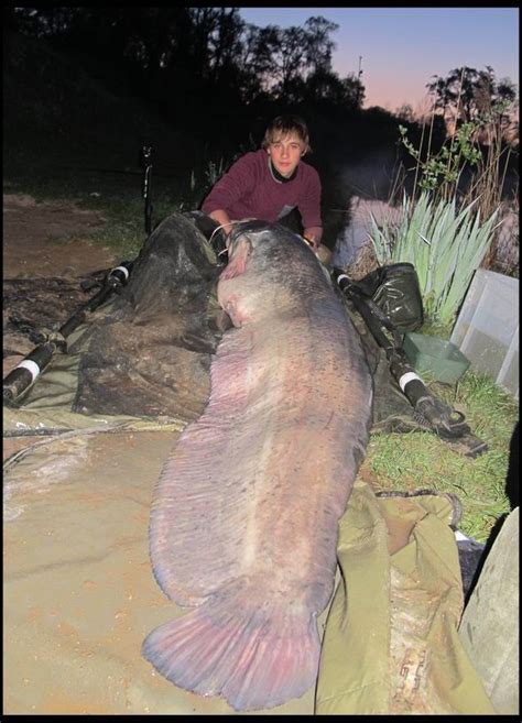 Schoolboy 14 Catches 7ft Monster Which Is The Biggest Fish In Britain