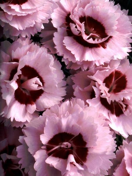 Product Viewer Dianthus Raspberry Surprise