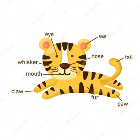 Premium Vector Illustration Of Tiger Vocabulary Part Of Bodyvector