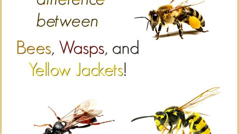 Wasp Yellow Jacket Sting Yellow Choices