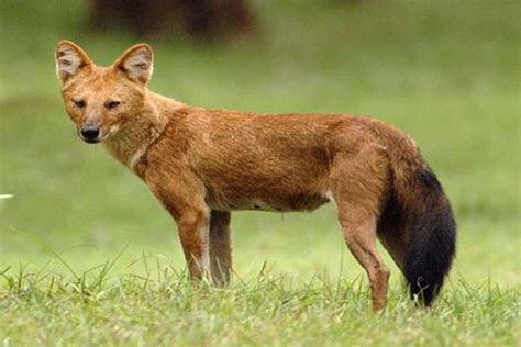 Dhole Tibet Nature Environmental Conservation Network