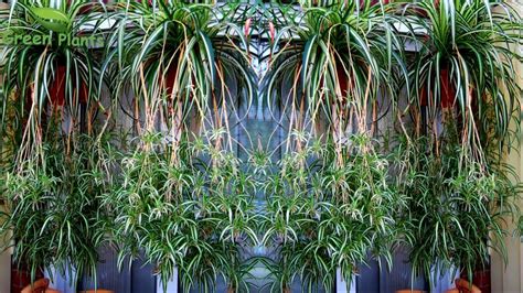 Spider Plants Hanging Garden Making With Update Spider Plants With