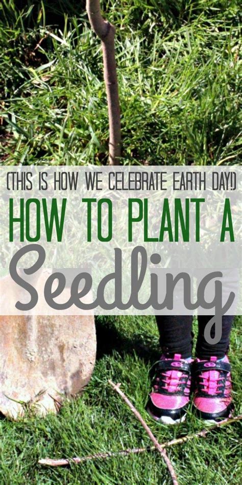 Tree saplings are a great resource to have at all times during your forager journey. How to Plant a Seedling! (6 Steps for Success ...