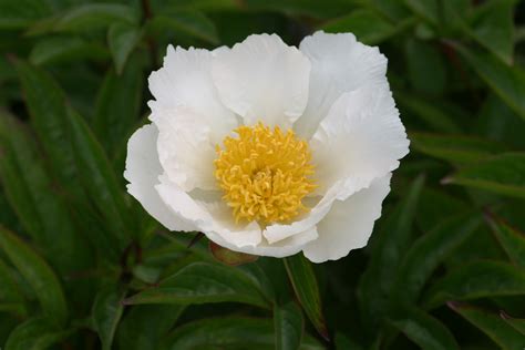 Paeonia Lactiflora Krinkled White Peony Krinkled White Primrose