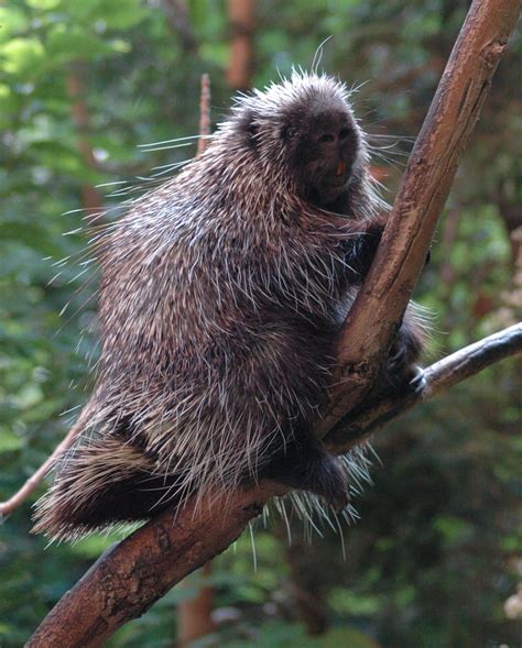File:Porcupine-BioDome.jpg - Wikimedia Commons