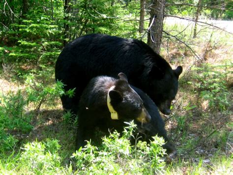 Courtship And Mating North American Bear Centernorth