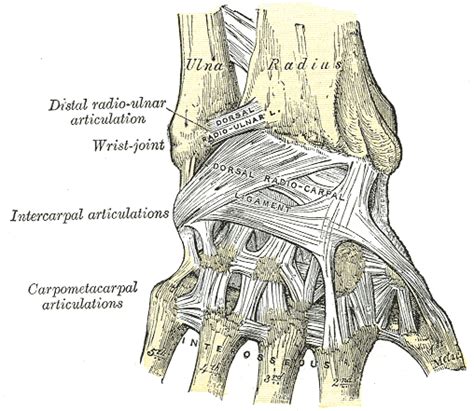 Wrist Anatomy