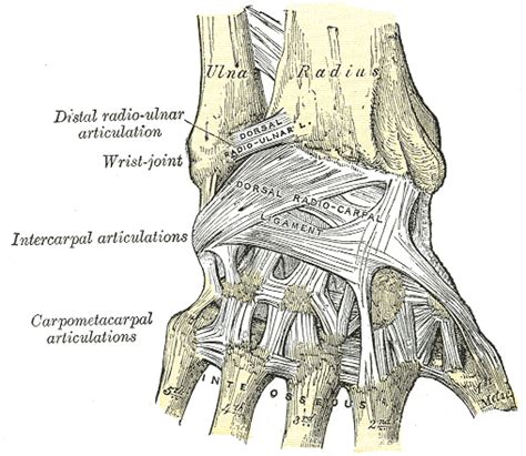 Anatomy Of The Wrist — Acro Physical Therapy And Fitness