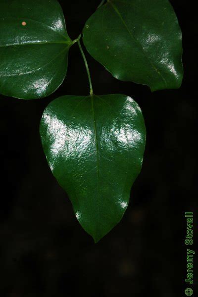 Sfa Dendro Leaf Morphology Bases