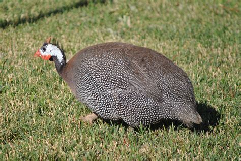 The Bountiful Benefits Of Guineas This Western Life