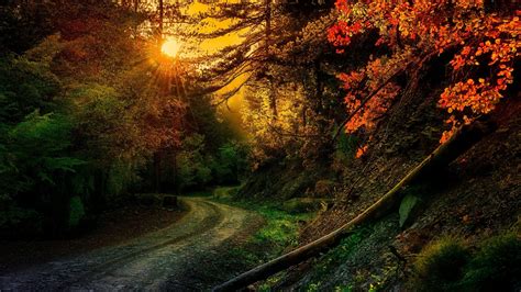 Path Between Colorful Autumn Trees In Forest With Sunrays