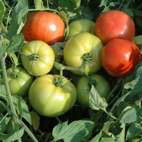 Tomato Mountain Fresh Plus F1seed Untreated 50 Seeds 50 Count
