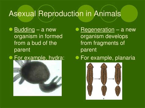 Ppt Kingdom Animalia Powerpoint Presentation Free Download Id2939583