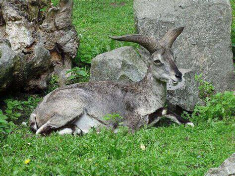 20 Awesome Animals That Hop (Jump Length & Pictures)