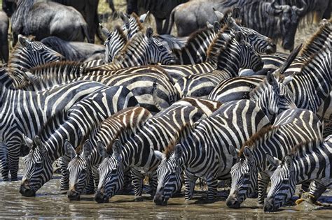 Zebras Drinking At Watering Hole In The Serengeti Tanzania Zebras