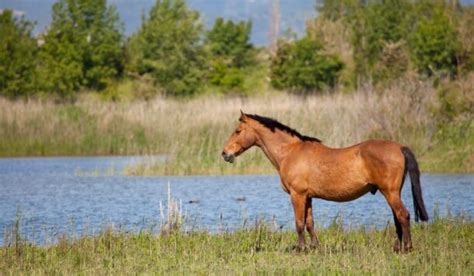 race horse breeds helpful horse hints