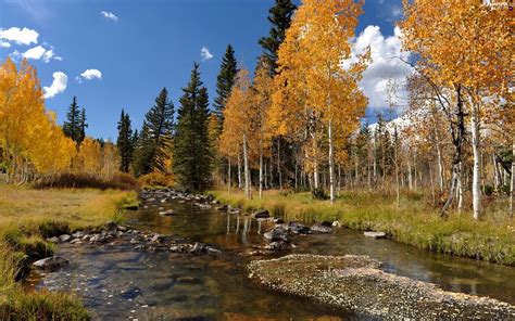 Birch River Autumn Beautiful Views Wallpapers 2560x1600