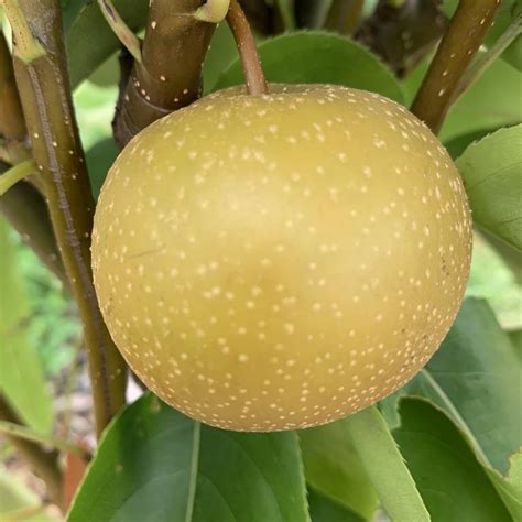chojuro asian pear scionwood dingdong s garden