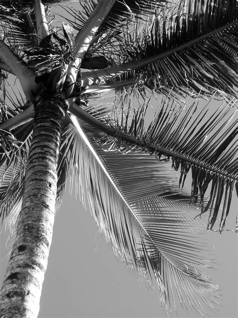 Palm Tree In Black And White White Photography Black And White Photo