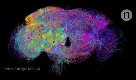 We hope you enjoy our growing collection of hd images to use as a background or home screen for your smartphone or computer. Fruit-fly brain, the real Lorax and new geological ages
